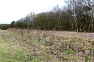 Hedge Planting